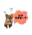リロさんの日常生活スタンプ（個別スタンプ：12）