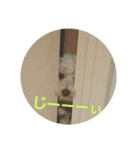 愛犬ぷぅちゃん（個別スタンプ：1）