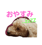 愛犬ぷぅちゃん（個別スタンプ：3）