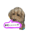 愛犬ぷぅちゃん（個別スタンプ：4）