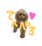 愛犬ぷぅちゃん（個別スタンプ：5）