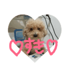 愛犬ぷぅちゃん（個別スタンプ：6）