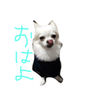 チワワとチワワ（個別スタンプ：6）