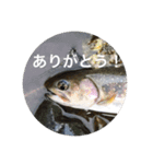 毎日使えるお魚トーク（個別スタンプ：4）