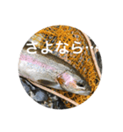 毎日使えるお魚トーク（個別スタンプ：5）