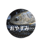 毎日使えるお魚トーク（個別スタンプ：7）