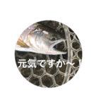 毎日使えるお魚トーク（個別スタンプ：11）