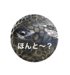 毎日使えるお魚トーク（個別スタンプ：14）