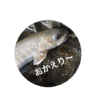 毎日使えるお魚トーク（個別スタンプ：23）