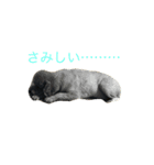 いぬもすき（個別スタンプ：1）
