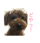 いぬもすき（個別スタンプ：6）