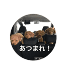 いぬもすき（個別スタンプ：8）