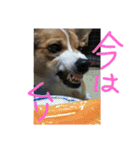 8コーギー（個別スタンプ：1）