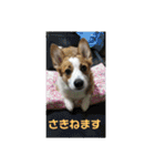 8コーギー（個別スタンプ：2）