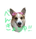8コーギー（個別スタンプ：4）