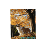 8コーギー（個別スタンプ：6）