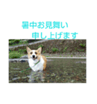 8コーギー（個別スタンプ：8）