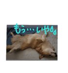 8コーギー（個別スタンプ：10）