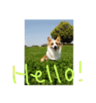 8コーギー（個別スタンプ：11）