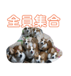 8コーギー（個別スタンプ：12）