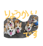 8コーギー（個別スタンプ：14）