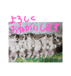 8コーギー（個別スタンプ：15）