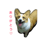 コーギーぷりんと時々その他1（個別スタンプ：1）