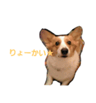 コーギーぷりんと時々その他1（個別スタンプ：7）