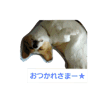 コーギーぷりんと時々その他1（個別スタンプ：9）