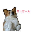 コーギーぷりんと時々その他1（個別スタンプ：10）