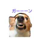 コーギーぷりんと時々その他1（個別スタンプ：17）