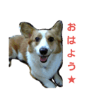 コーギーぷりんと時々その他1（個別スタンプ：23）