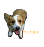 コーギーぷりんと時々その他1（個別スタンプ：24）