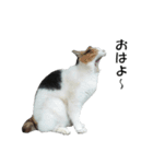 ねこねこ すたんぷ（個別スタンプ：4）