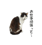 ねこねこ すたんぷ（個別スタンプ：6）