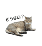 ねこねこ すたんぷ（個別スタンプ：14）