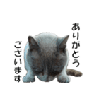 ねこねこ すたんぷ（個別スタンプ：16）