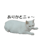 ねこねこ すたんぷ（個別スタンプ：22）