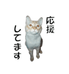 ねこねこ すたんぷ（個別スタンプ：23）