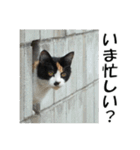 ねこねこ すたんぷ（個別スタンプ：33）