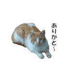 ねこねこ すたんぷ（個別スタンプ：36）