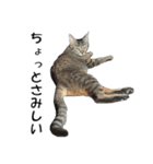 ねこねこ すたんぷ（個別スタンプ：37）