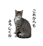 ねこねこ すたんぷ（個別スタンプ：40）