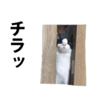 音(おん)ちゃん猫スタンプ☆大阪弁【写真】（個別スタンプ：27）