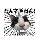 音(おん)ちゃん猫スタンプ☆大阪弁【写真】（個別スタンプ：37）