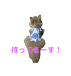 短足ミヌエットのエル（個別スタンプ：11）