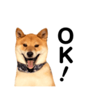 柴犬ロクきゅんのスタンプ（個別スタンプ：1）