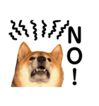 柴犬ロクきゅんのスタンプ（個別スタンプ：2）