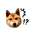 柴犬ロクきゅんのスタンプ（個別スタンプ：3）