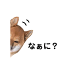 柴犬ロクきゅんのスタンプ（個別スタンプ：4）